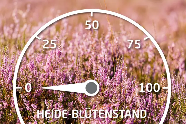 Ende Juli/Anfang August wird voraussichtlich die stärkste Heideblüte beginnen und das Barometer voll ausschlagen | Foto: Lüneburger Heide GmbH