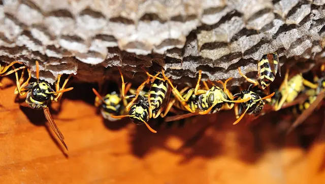 Foto: Adobe Stock/Carmen Hauser