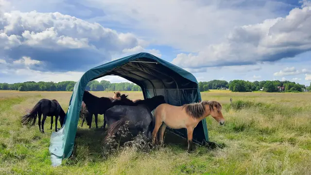 Zehn Islandstuten grasen auf den betroffenen Wiesen – im Namen der Artenvielfalt | Foto: Ökologische Station Stade