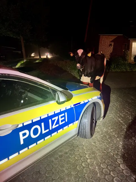Erwischt – die Kuh zeigte sich unbeeindruckt von der Polizeipräsenz, war aber kooperativ | Foto: Polizeiinspektion Stade