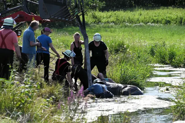 Mit einem speziellen Hebegeschirr für Großtiere rettete die Feuerwehr "Conny" aus dem Bach | Foto: Feuerwehr Salzhausen