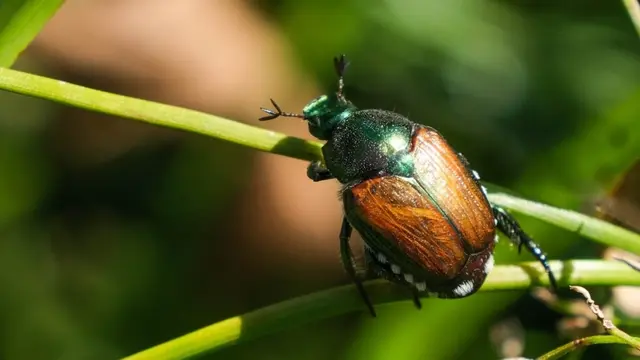 Der Japankäfer sieht dem heimischen Maikäfer auf den ersten Blick  ähnlich, ist aber viel kleiner, halb so groß wie eine Ein-Cent-Münze | Foto: BMLEH