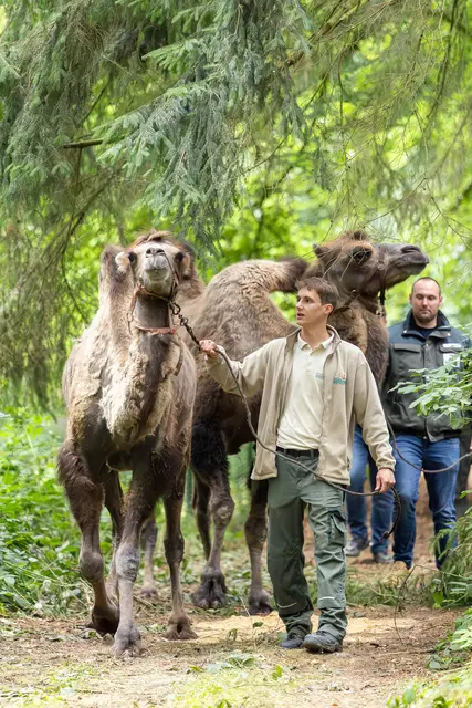 Hier werden die Trampeltiere "Günther" und "Jochen" von Wildpark-Tierpflegern in ihr neues Zuhause geführt | Foto: Wildpark/Thomas Ix