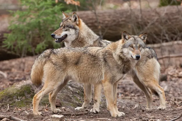 Die Wolfspopulation nimmt insbesondere in Niedersachsen in den vergangenen Jahren zu | Foto: Rolfes / DJV