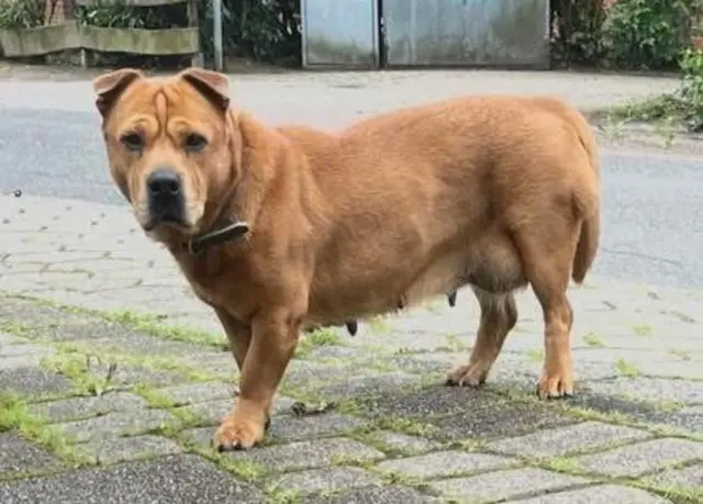 Diese Hündin irrt durch Klecken (Rosengarten) | Foto: Facebook