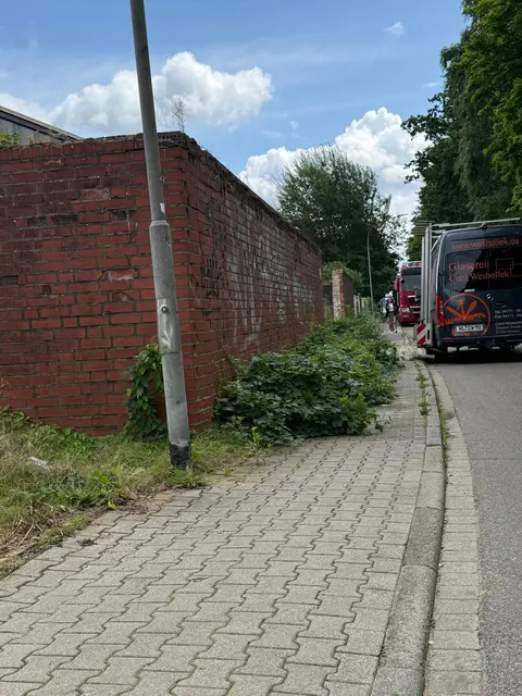 An der Straße "An der Kleinbahn" versperrt das wuchernde Unkraut schon den Gehweg | Foto: thl