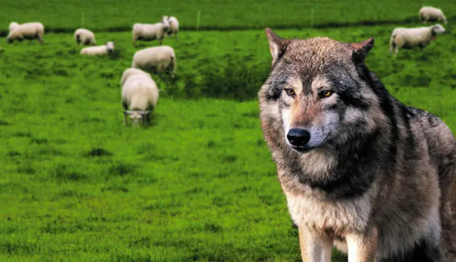 Der Wolf ist in Niedersachsen wieder heimisch geworden, doch haben sich seine Lebensbedingungen durch die dichtere Besiedlung, Straßen und intensiver genutzte Landschaft verändert | Foto: Agrarmotive / Adobe Stock