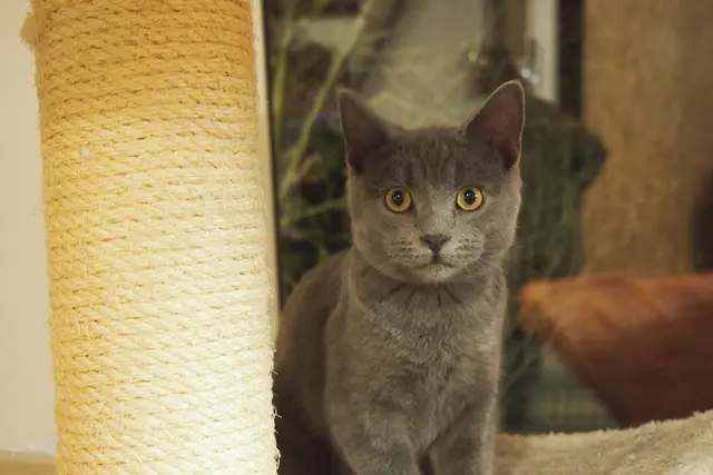 Besonders im Sommer landen viele Katzen beim Tierschutzverein – der kleine Sammy ist noch zu haben | Foto: Tierschutzverein Buxtehude