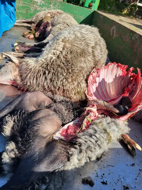 Drei von fünf Schafen des Arpshofes sind tot | Foto: sh