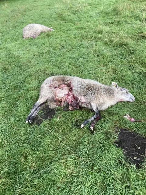 Drei tote Schafe fand Bauer Uli Hochstadt am Mittwochmorgen auf seiner Wiese | Foto: Hochstadt