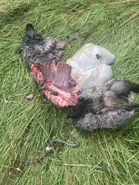 Elfi war ein Muttertier und hinterlässt zwei Lämmer | Foto: Hochstadt