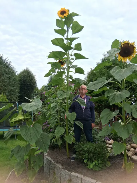 Vier außergewöhnliche Sonnenblumen hat Klaus Thomann in Heidenau herangezüchtet. Zum Vergleich: Thomann ist 1,75 Meter groß | Foto: Steffi Harter