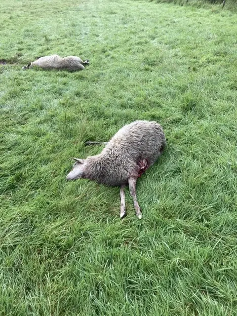 Insgesamt drei Schafe wurden in der Nacht zu Mittwoch auf dem Arpshof in Dierstorf von Wölfen gerissen | Foto: Hochstadt