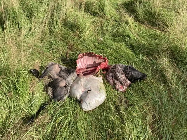 Ein völlig zerlegtes Schaf am Mittwochmorgen auf der Wiese des Arpshofes | Foto: Hochstadt