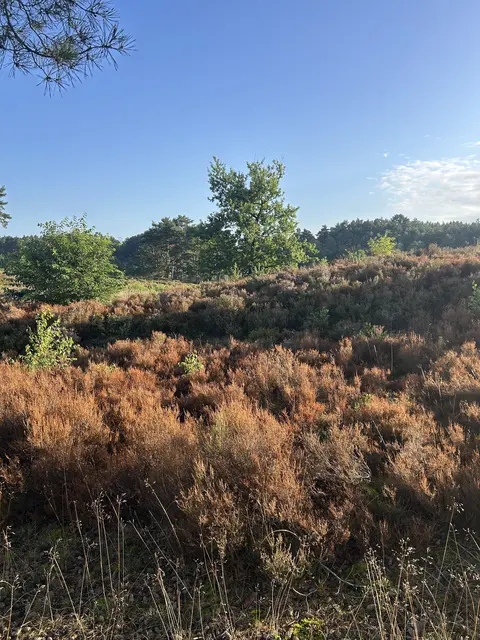 Der Heideblattkäfer hat in der Wulmstorfer Heide in einigen Bereichen große Teile der Heidepflanzen entlaubt. Pflegemaßnahmen sind für die kalte Jahreszeit geplant | Foto: Landkreis Harburg