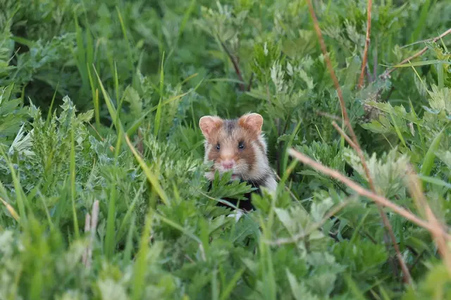 Der Feldhamster (Cricetus cricetus) gibt es nur noch in wenigen Restvorkommen der Braunschweiger, Hildesheimer und Calenberger Börde | Foto: Jakob Fahr