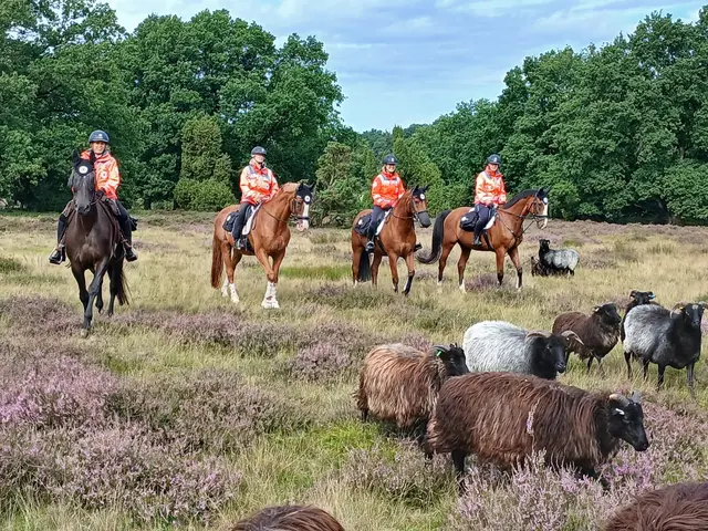 Die Reiterinnen der DRK-Reiterstaffel starten in die Saison zum Beginn der Heideblüte  | Foto: Angelika Heitkamp