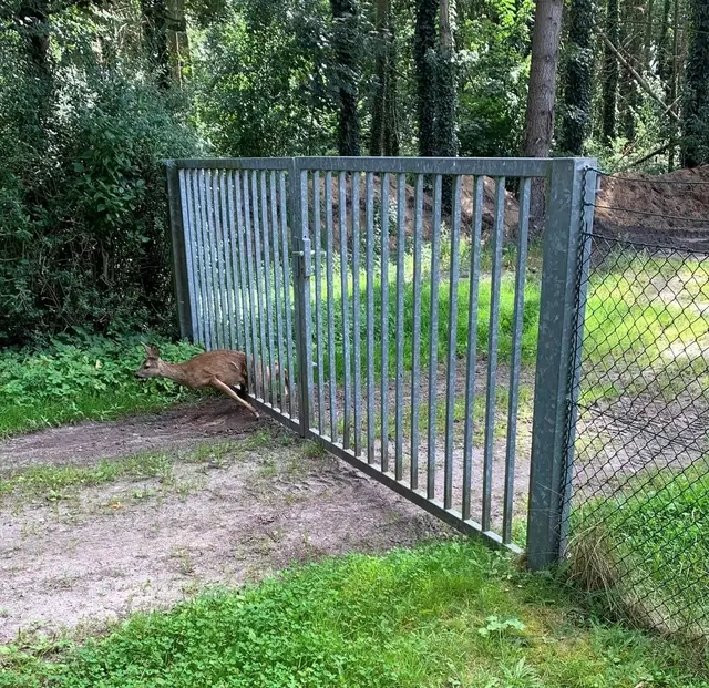 Das Regh trug nur wenige Schürfwunden davon | Foto: Polizei