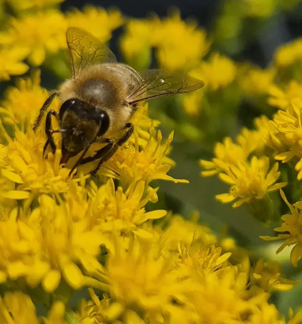 Eine Honigbiene bei der Arbeit auf einer Goldrute | Foto: Marco Warstat