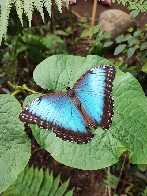 Der wunderschöne Himmelsfalter erinnert von der Farbe an einen klaren Sommermorgenhimmel | Foto: Alaris Schmetterlingspark