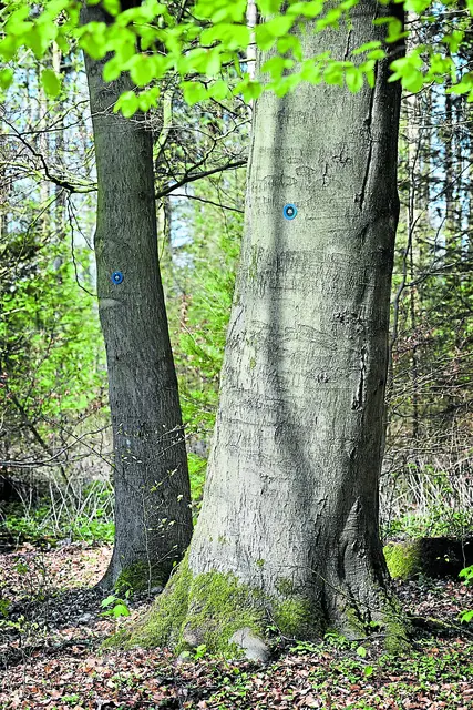 Foto: Verena Lothmann