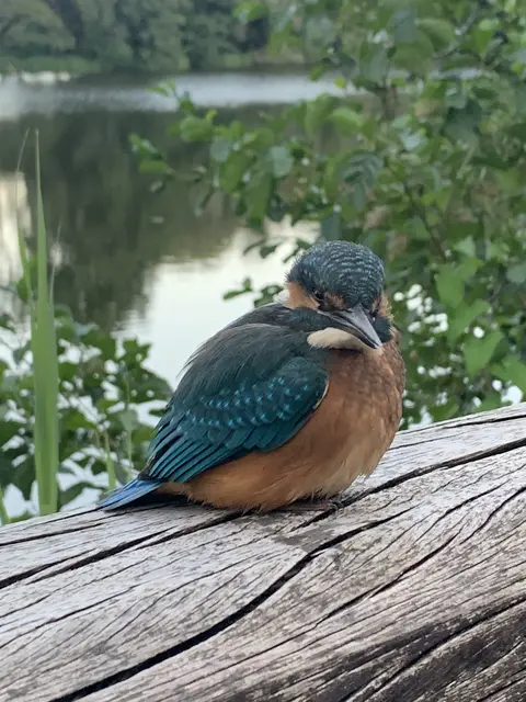 Der Eisvogel ist ein ungewöhnlicher Gast in Neukloster | Foto: Michael Preuß