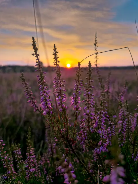 Sonnenuntergang in der Heide  | Foto: Jana Schwamborn aus Schierhorn 