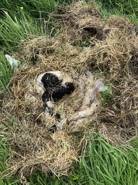 Unbekannte haben Kadaverteile eines Schafes an einem Graben in der Gemeinde Drochtersen abgelegt  | Foto: Landkreis Stade