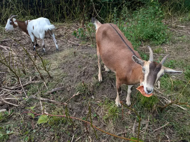 Die Zwergziegen fressen bestimmte Pflanze zuverlässig ab und schwächen so ihre Ausbreitung
 | Foto: Gemeinde Seevetal
