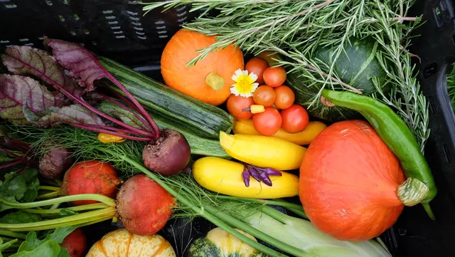 Buntes, leckeres Gemüse mit der Gemeinschaft teilen – dafür steht die das neue Konzept des "Solawi Bunte Beete Niederelbe e.V." | Foto: Solawi Bunte Beete Niederelbe e.V.
