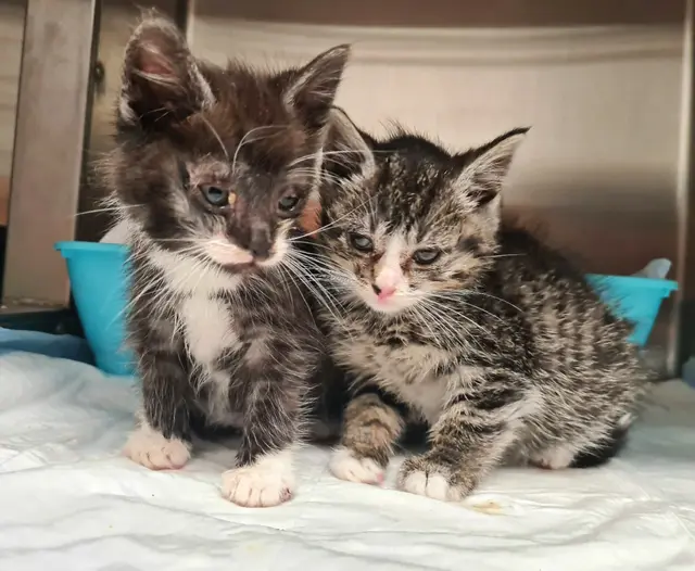 Verwahrloste Kitten - Katzenkastrationen können helfen, das Leid von Straßenkatzen zu mildern | Foto: Tierschutzverein Mühlhausen u.U. e.V