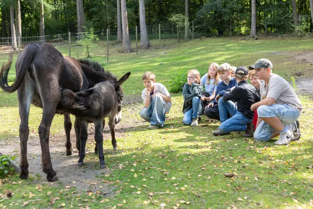 Der Wildpark als Klassenzimmer: Hautnah erleben die Kinder vom Wildpark-Club der IGS Hanstedt, wie Zwergesel-Fohlen "Pino" von seiner Mutter "Pina" gesäugt wird | Foto: Wildpark / Thomas Ix