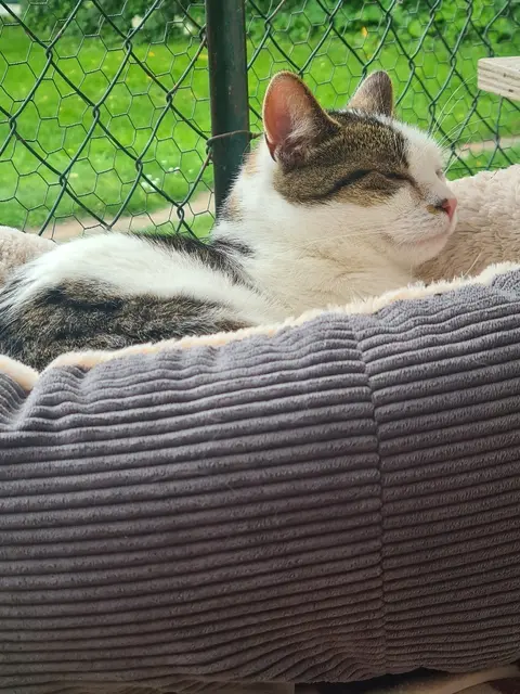 Die Katzendame Luna zeigt sich lieb und zutraulich | Foto: Tierschutzverein Buxtehude