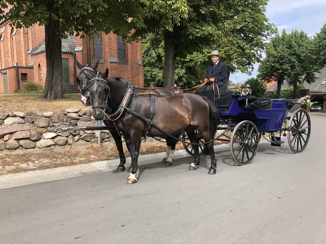 Elegant mit Zylinder im blauen Landauer: Werner Herrig fuhr hier mit Orsina und Lexus zur Hittfelder Kirche  | Foto: Herrig