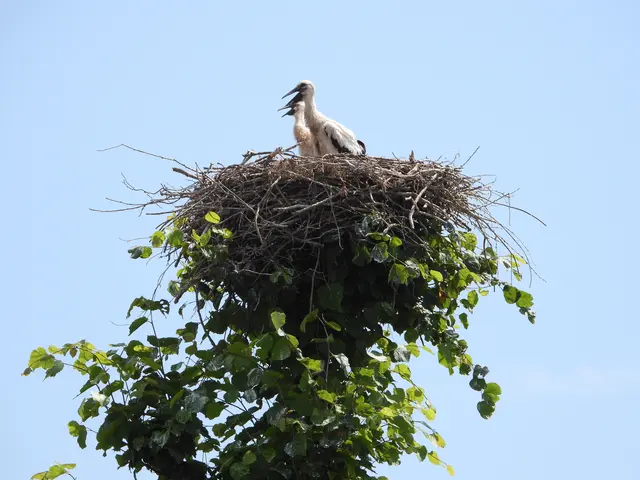 Zwei Jungstörche blicken neugierig aus ihrem Nest | Foto: Ortrud Hock , NABU