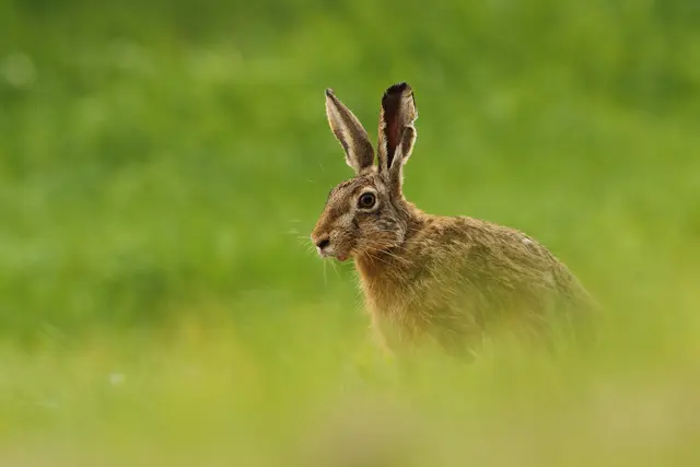 Das tückische Kaninchenpest-Virus bedroht nun auch Feldhasen | Foto: Adobe Stock/Bartosz Rakoczy