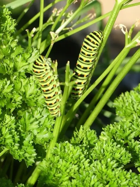 Die gepunkteten und gestreiften Raupen des Schwalbenschwanzes sind schön anzuschauen | Foto: Friedrich Dreyer