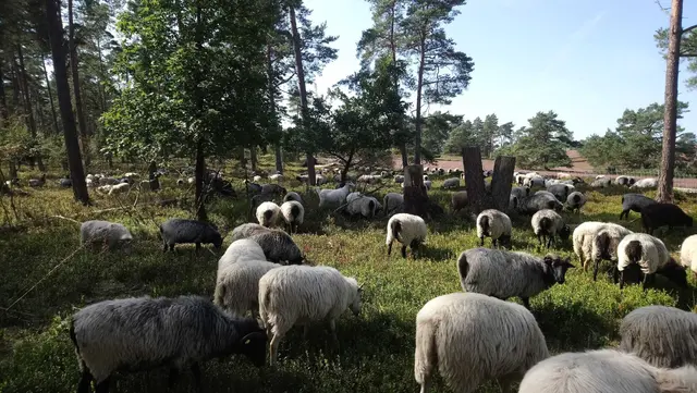 Ein lichter und ökologisch wertvoller Waldrand – wie hier von Schnucken gepflegt – entsteht am Büsenbachtal | Foto: Landkreis Harburg