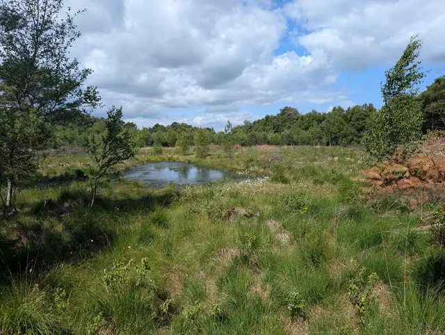 Moore wie bei Wistedt sind besondere Orte – und wichtig für den Klimaschutz. Bei einem Arbeitseinsatz stehen dort Pflegemaßnahmen an | Foto: Landkreis Harburg