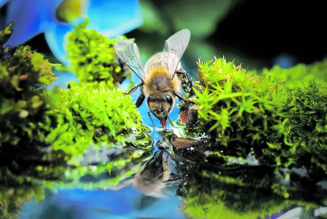 Wasserstellen bieten Insekten wie dieser Biene, Möglichkeiten zum Trinken | Foto: Kozorog