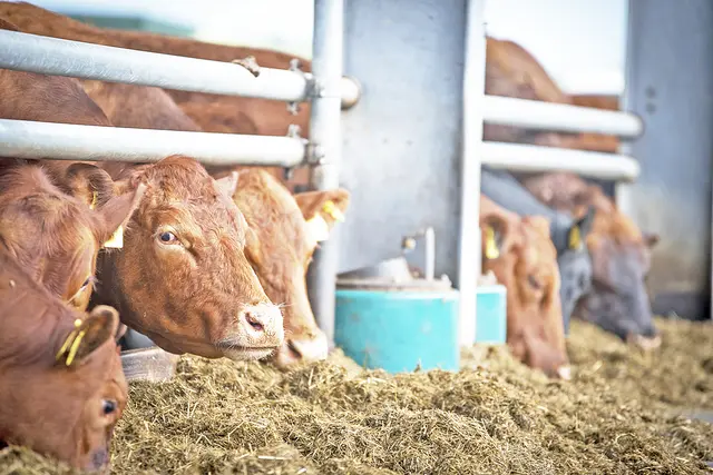 In allen Bereichen der Landwirtschaft gibt es Innovationen | Foto: Landwirtschaftskammer