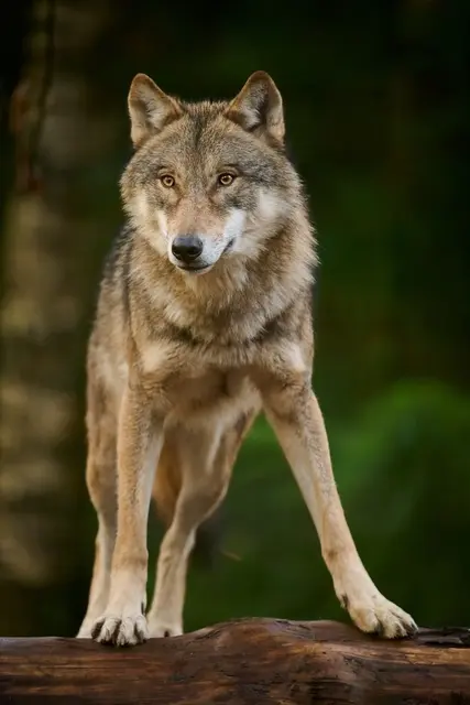 Faszinierende Vierbeiner aus nächster Nähe: Wolfstag im Wildpark Schwarze Berge. | Foto: Wildpark Schwarze Berge