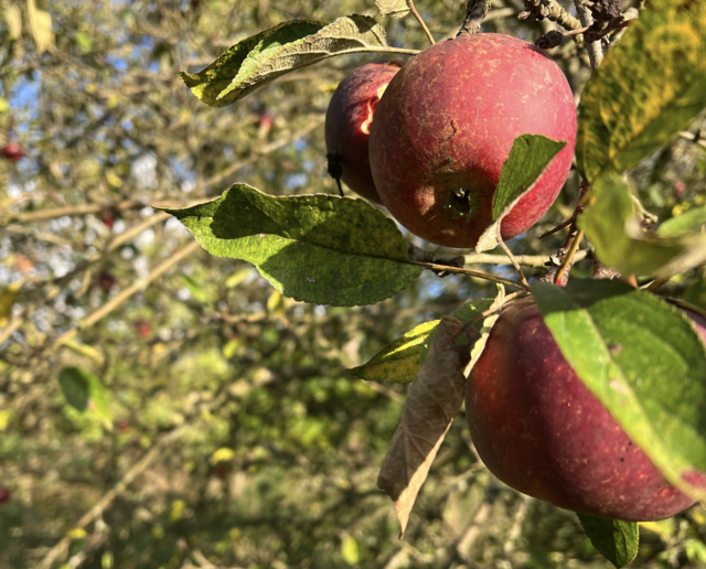 Herbstzeit ist Apfelzeit – saftige Früchte prägen jetzt die Landschaft. | Foto: Tina Lüecke