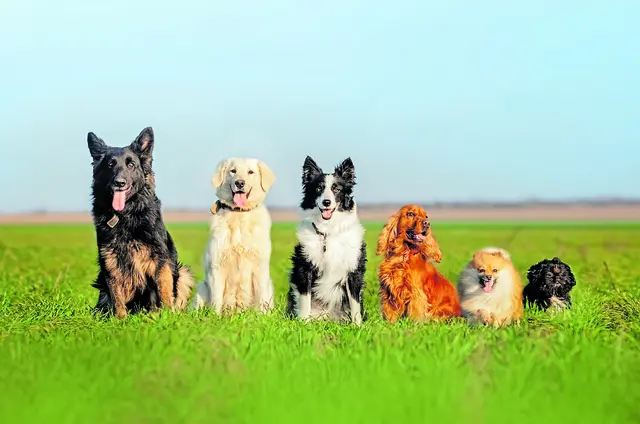 Wie viele Hunde werden in Drochtersen gehalten? Das soll jetzt im Rahmen einer Zählung ermittelt werden | Foto: AdobeStock / Kate