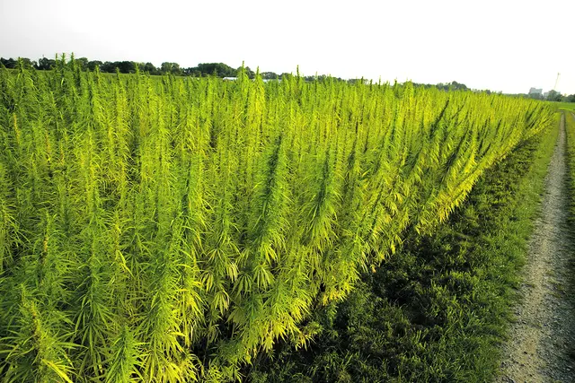 Ein Feld, auf dem Nutzhanf angebaut wird | Foto: Adobe Stock / VRD