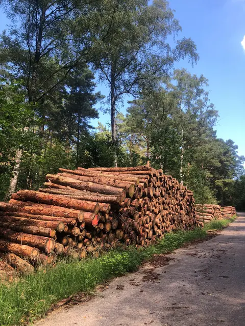 Nadelholz wird am Bornberg entnommen, der Waldumbau im Sinne des Naturschutzes wird fortgesetzt | Foto: Landkreis Harburg