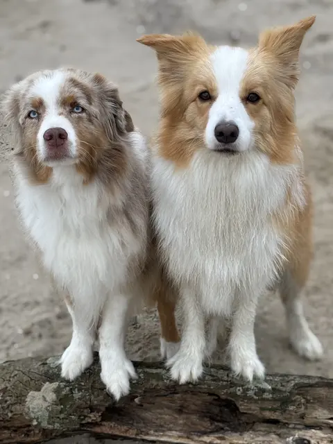 Ida und Livi am Bassenflether Strand
 | Foto: K. Arriens