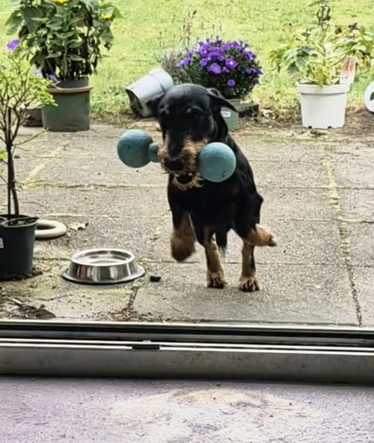  Benny (3 Jahre). Birte Burtelt ist seine Hunde-Nanny. Wenn sie zu ihm kommt, um mit ihm spazieren zu gehen, ist er in typischer "Dackelmanier" so freudig aufgeregt, dass er ihr ein Wurfspielzeug bringt. | Foto: Birte Burtelt 