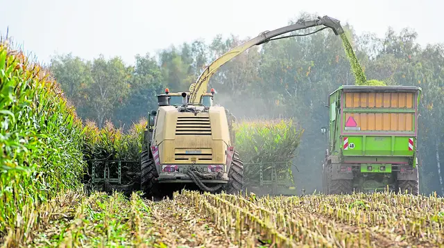 Wird die Maisernte inzwischen auch in Nordniedersachsen vom Maiszünsler bedroht? | Foto: AdobeStock / Mario Hoesel