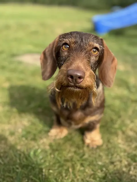  Zwergrauhaardackel-Prinzessin Babsi | Foto: Carolin Schubert